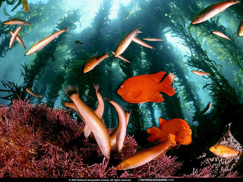 [National Geographic Wallpaper] Senorita Wrasse (아씨놀래기) and Orange Garibaldi (붉은자리돔); DISPLAY FULL IMAGE.
