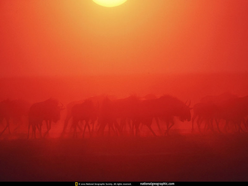 [National Geographic Wallpaper] Wildebeest herd (소영양); DISPLAY FULL IMAGE.