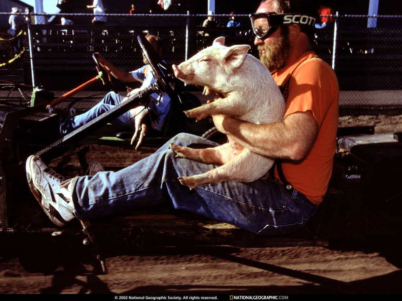 [National Geographic Wallpaper] Pig-N-Ford Race (돼지자동차경주); DISPLAY FULL IMAGE.