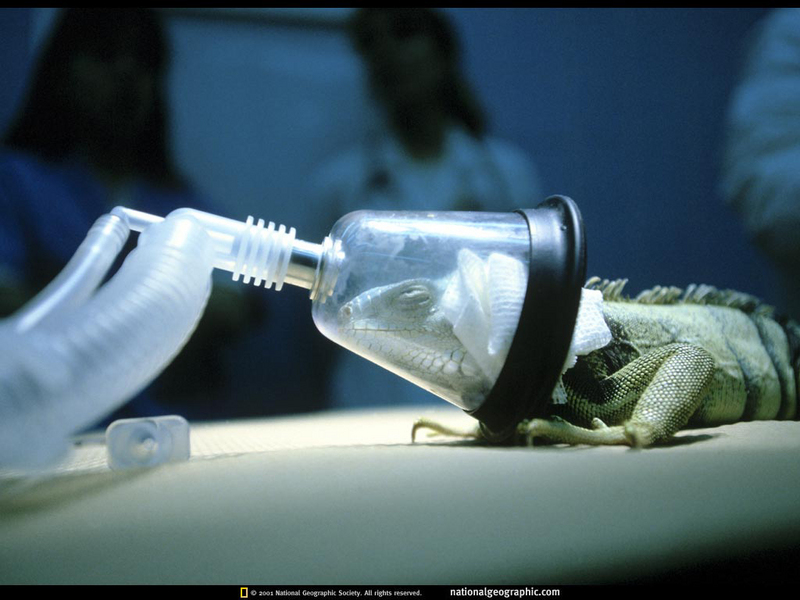 [National Geographic Wallpaper] Green Iguana in surgery (마취중인 이구아나); DISPLAY FULL IMAGE.
