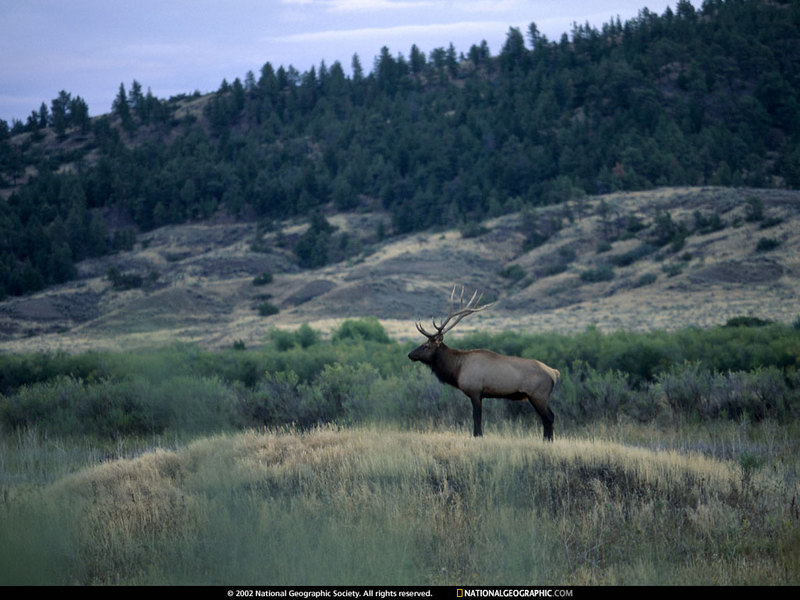 [National Geographic Wallpaper] Elk (엘크); DISPLAY FULL IMAGE.