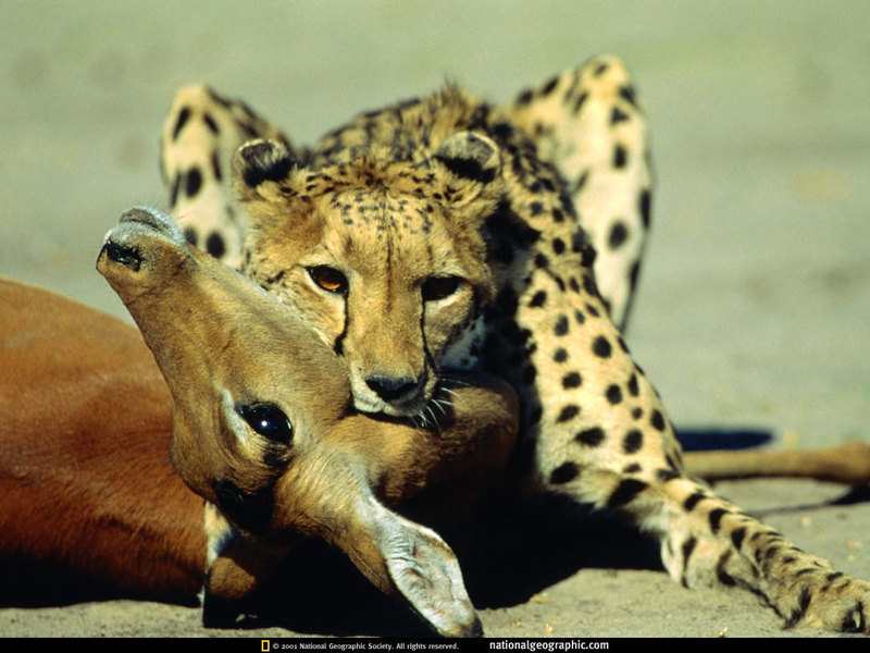 [National Geographic Wallpaper] Cheetah hunted Impala (임팔라영양을 사냥한 치타); DISPLAY FULL IMAGE.