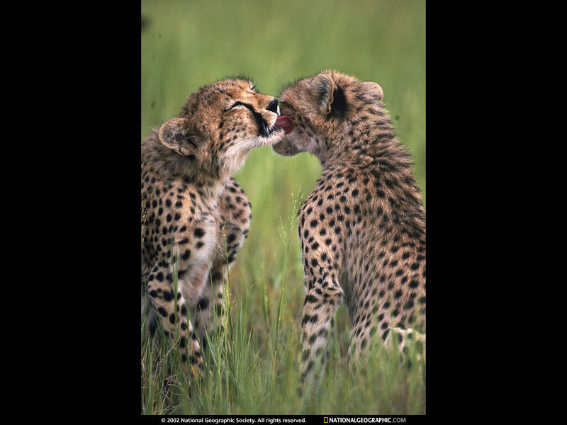 [National Geographic Wallpaper] Cheetah (치타); DISPLAY FULL IMAGE.