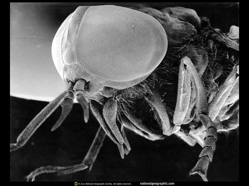 [National Geographic Wallpaper] Greenhead Horse Fly (Tabanus nigrovittatus, 등에류의 눈); DISPLAY FULL IMAGE.