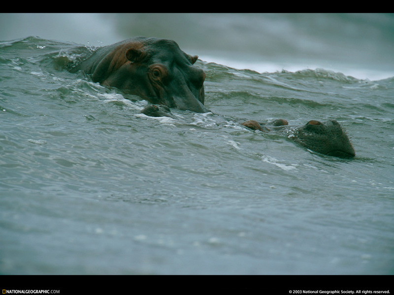 [National Geographic Wallpaper] Hippopotamus (하마); DISPLAY FULL IMAGE.