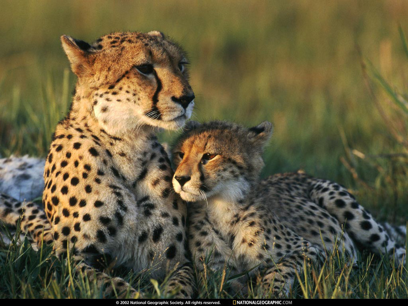[National Geographic Wallpaper] Cheetah and cub (치타); DISPLAY FULL IMAGE.