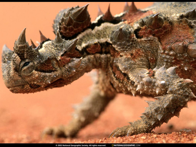 [National Geographic Wallpaper] Thorny Devil (가시도마뱀); DISPLAY FULL IMAGE.