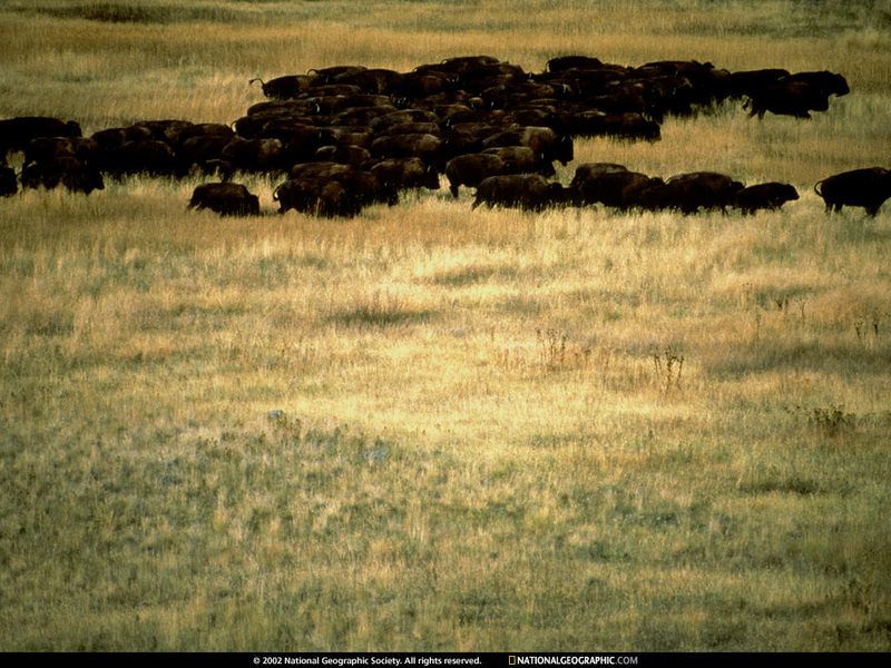 [National Geographic Wallpaper] American Bison (아메리카들소 떼); DISPLAY FULL IMAGE.