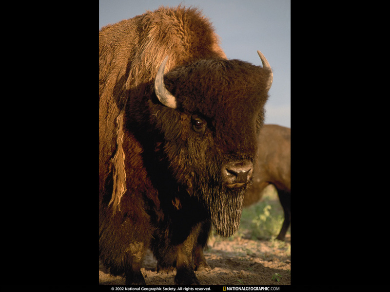 [National Geographic Wallpaper] American Bison (아메리카들소); DISPLAY FULL IMAGE.