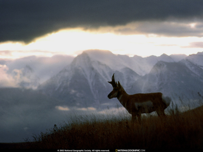 [National Geographic Wallpaper] Pronghorn Antelope (가지뿔영양); DISPLAY FULL IMAGE.