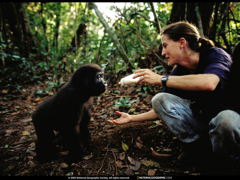 [National Geographic Wallpaper] Gorilla infant (아기 고릴라); DISPLAY FULL IMAGE.