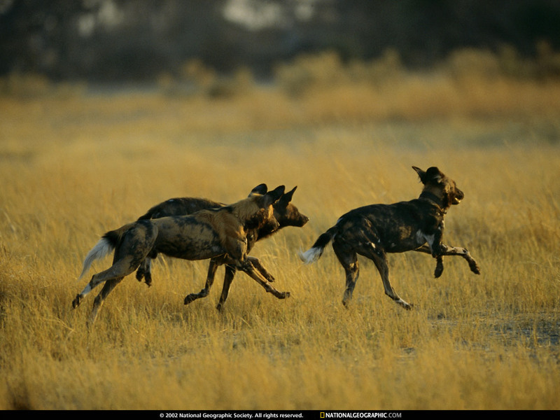 [National Geographic Wallpaper] African Wild Dog pack (아프리카들개 무리); DISPLAY FULL IMAGE.