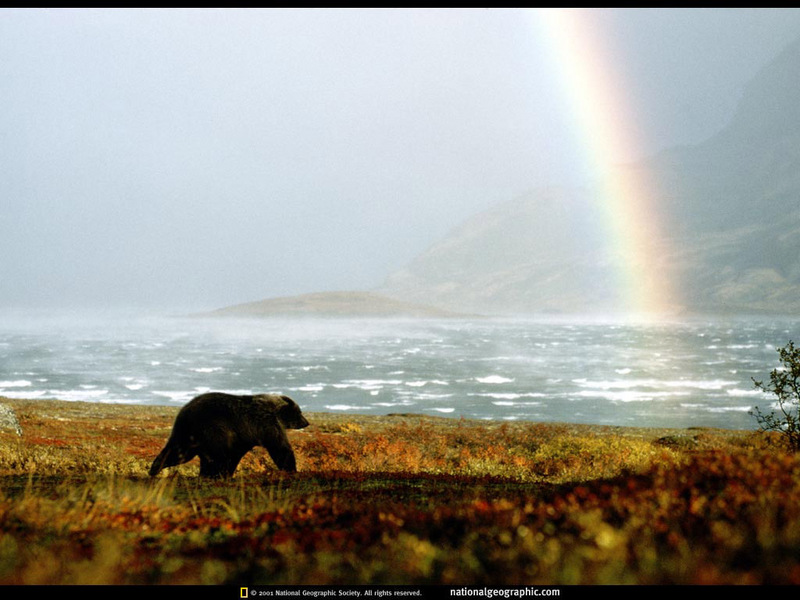 [National Geographic Wallpaper] Brown Bear (아메리카불곰); DISPLAY FULL IMAGE.