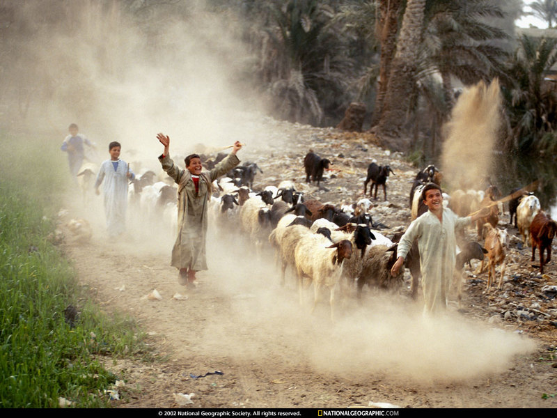 [National Geographic Wallpaper] Goat herd (이집트 염소떼); DISPLAY FULL IMAGE.