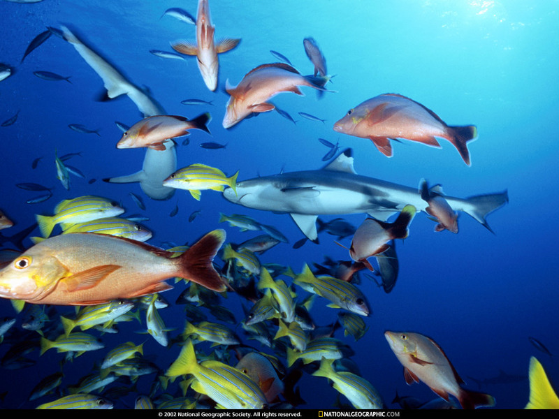 [National Geographic Wallpaper] Gray Reef Shark (회색암초상어); DISPLAY FULL IMAGE.