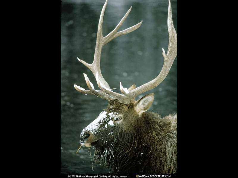 [National Geographic Wallpaper] Elk bull (엘크 숫사슴); DISPLAY FULL IMAGE.