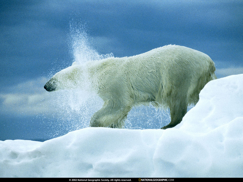 [National Geographic Wallpaper] Polar Bear (북극곰); DISPLAY FULL IMAGE.