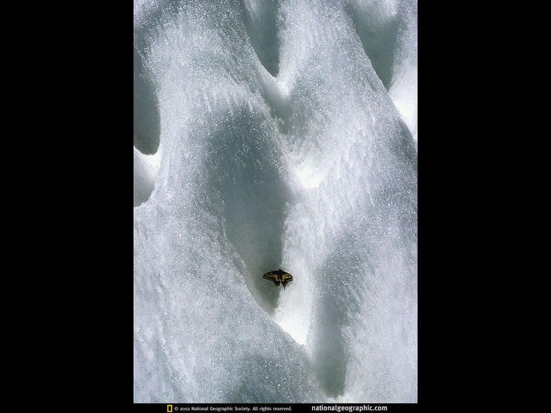 [National Geographic Wallpaper] Swallowtail Butterfly on snow (미국 호랑나비); DISPLAY FULL IMAGE.