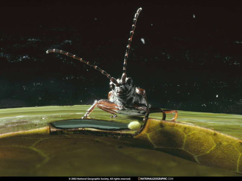 [National Geographic Wallpaper] Donacia Leaf Beetle (뿌리잎벌레); DISPLAY FULL IMAGE.