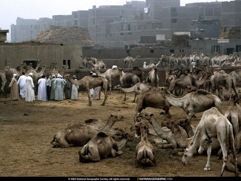 [National Geographic Wallpaper] Egyptian Camel Market (이집트 낙타시장); DISPLAY FULL IMAGE.