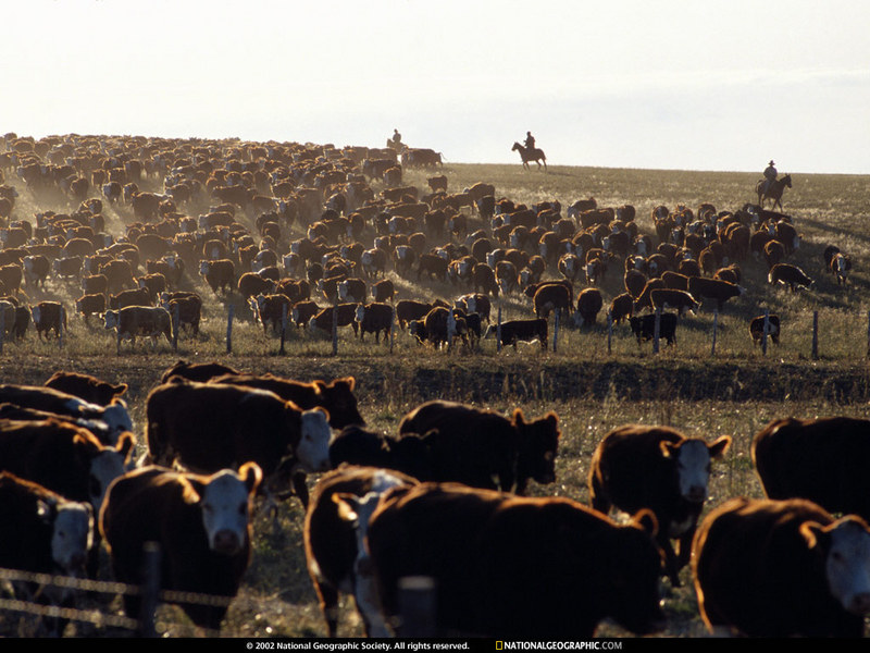 [National Geographic Wallpaper] Cattle herd (소떼); DISPLAY FULL IMAGE.