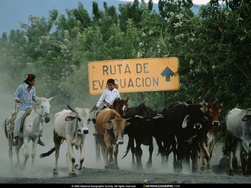[National Geographic Wallpaper] Mexican Cattle herd (멕시코 소떼); DISPLAY FULL IMAGE.