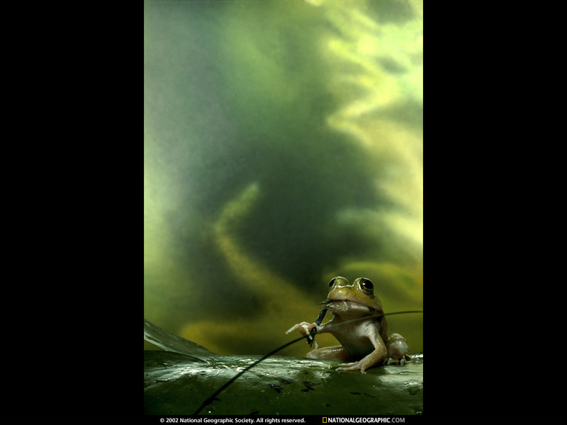[National Geographic Wallpaper] Young Bullfrog (어린 황소개구리); DISPLAY FULL IMAGE.