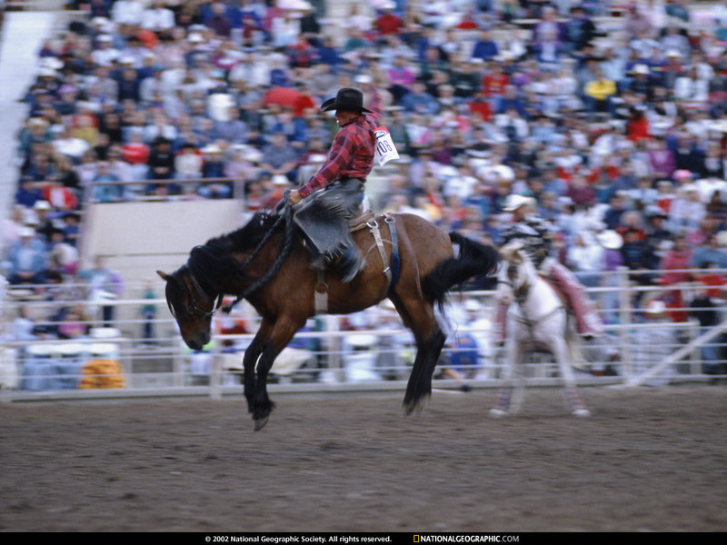 [National Geographic Wallpaper] Rodeo Horse (로데오); DISPLAY FULL IMAGE.