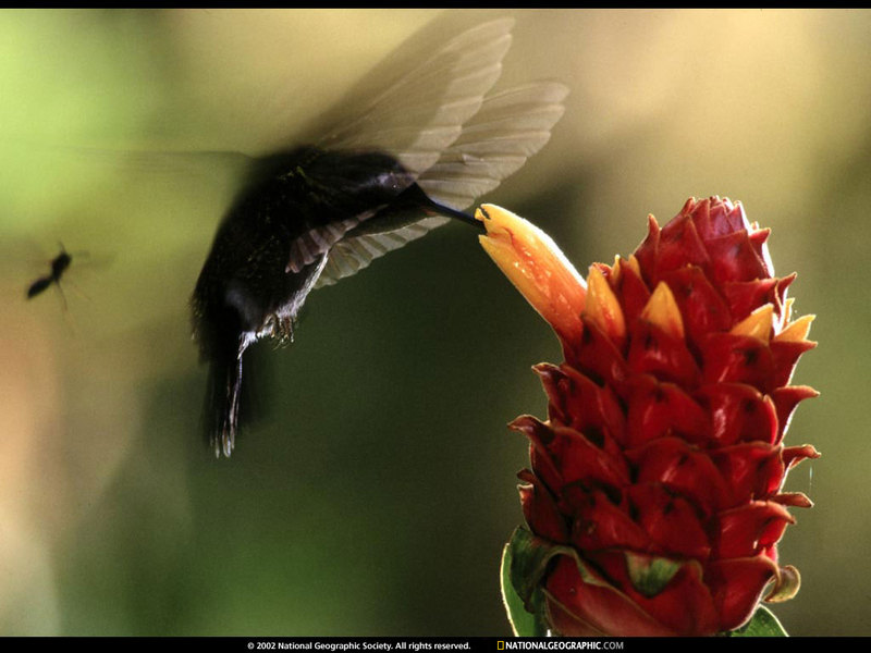 [National Geographic Wallpaper] Hummingbird (벌새); DISPLAY FULL IMAGE.