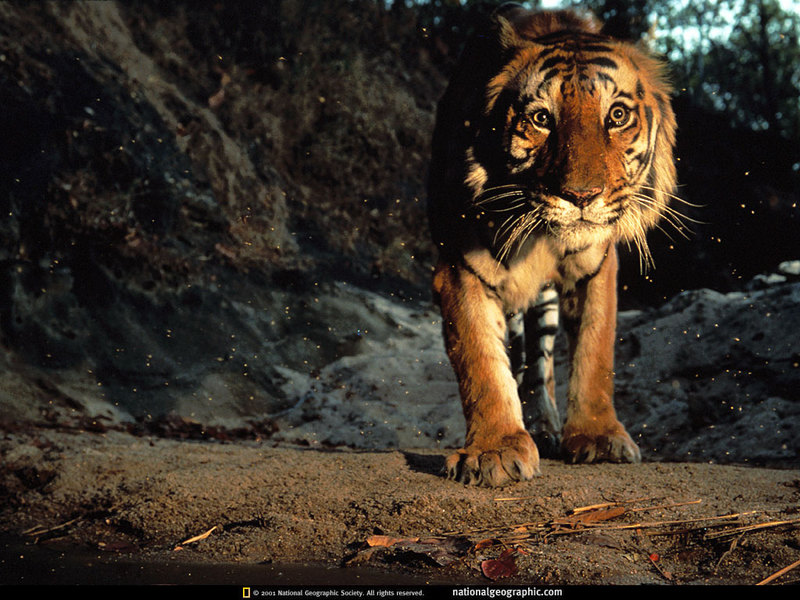 [National Geographic Wallpaper] Bengal Tiger (벵골호랑이); DISPLAY FULL IMAGE.