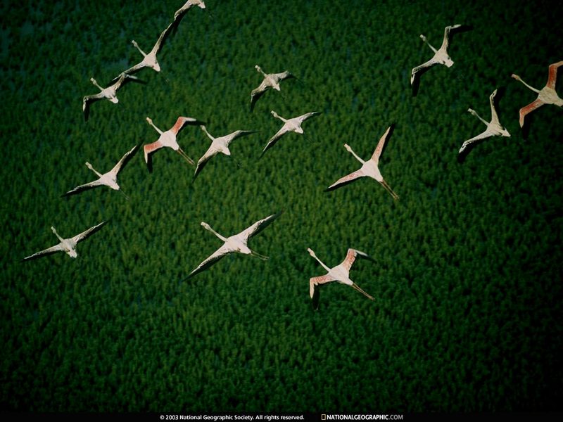 [National Geographic Wallpaper] Flamingo (무리지어 나는 홍학); DISPLAY FULL IMAGE.