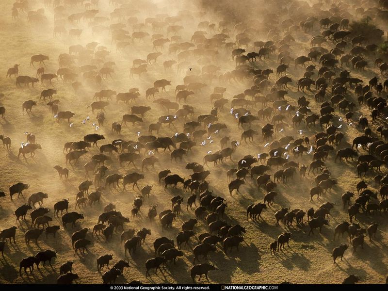 [National Geographic Wallpaper] Cape Buffalo herd (무리 이동하는 아프리카들소); DISPLAY FULL IMAGE.