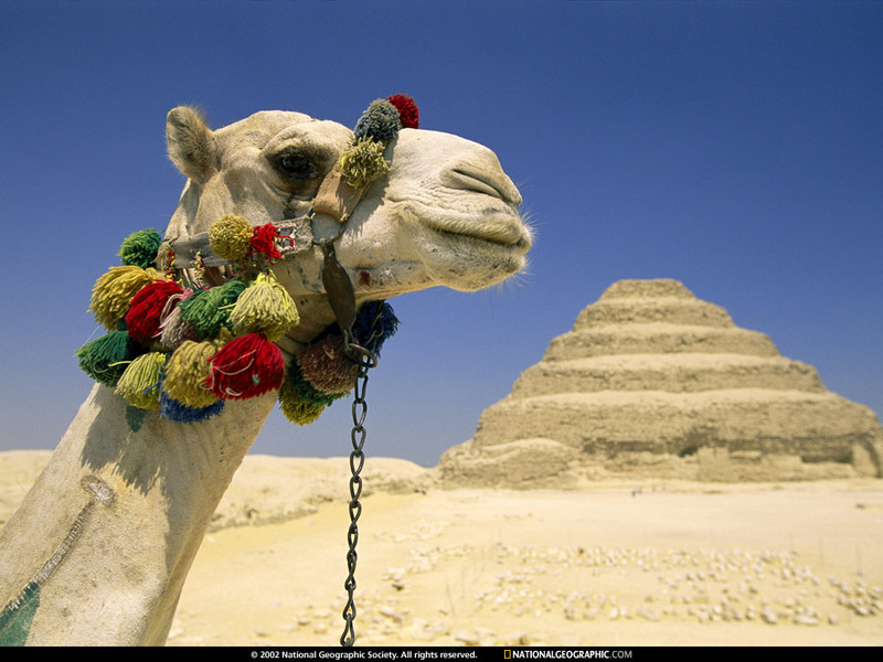 [National Geographic Wallpaper] Camel (피라미드를 지나가는 낙타); DISPLAY FULL IMAGE.