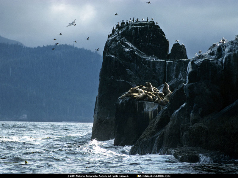 [National Geographic Wallpaper] Gulls, Cormorants, Sea Lions (갈매기, 가마우지, 물범); DISPLAY FULL IMAGE.