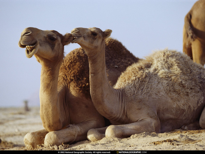 [National Geographic Wallpaper] Dromedary Camel pair (이스라엘의 단봉낙타); DISPLAY FULL IMAGE.