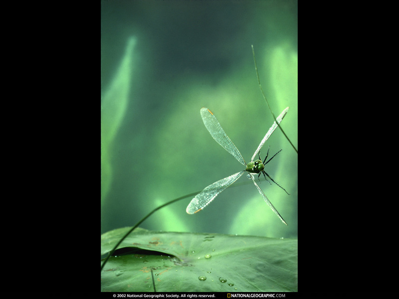 [National Geographic Wallpaper] Dragonfly (잠자리의 일생); DISPLAY FULL IMAGE.