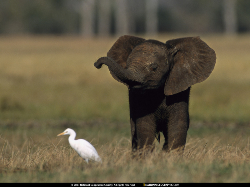 [National Geographic Wallpaper] African Elephant (어린 아프리카코끼리); DISPLAY FULL IMAGE.
