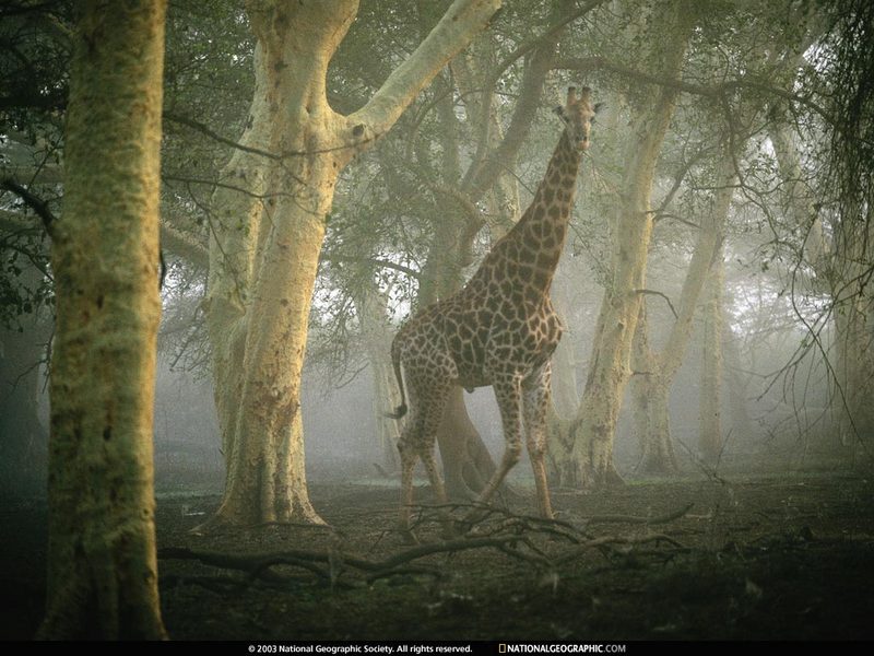 [National Geographic Wallpaper] Giraffe (기린); DISPLAY FULL IMAGE.