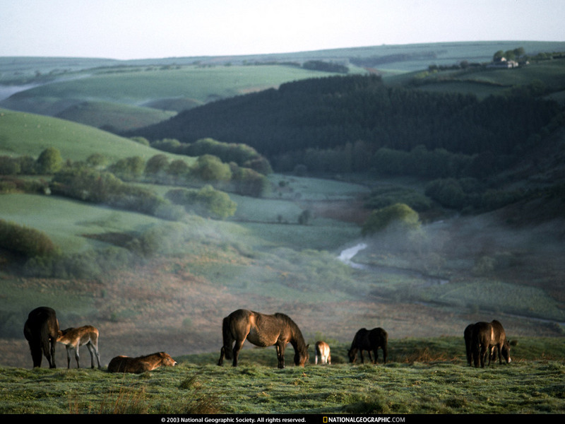 [National Geographic Wallpaper] Horses (영국의 말); DISPLAY FULL IMAGE.