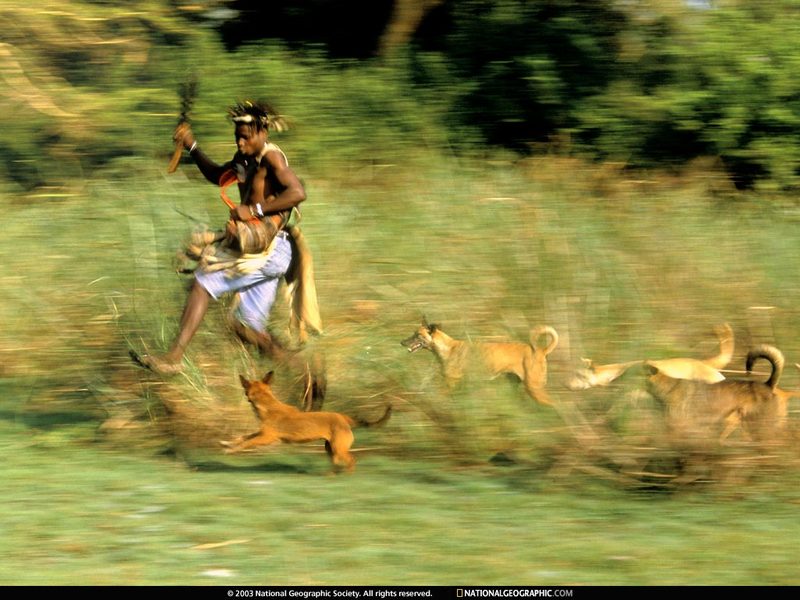 [National Geographic Wallpaper] Dog Hunting (아프리카의 사냥개); DISPLAY FULL IMAGE.