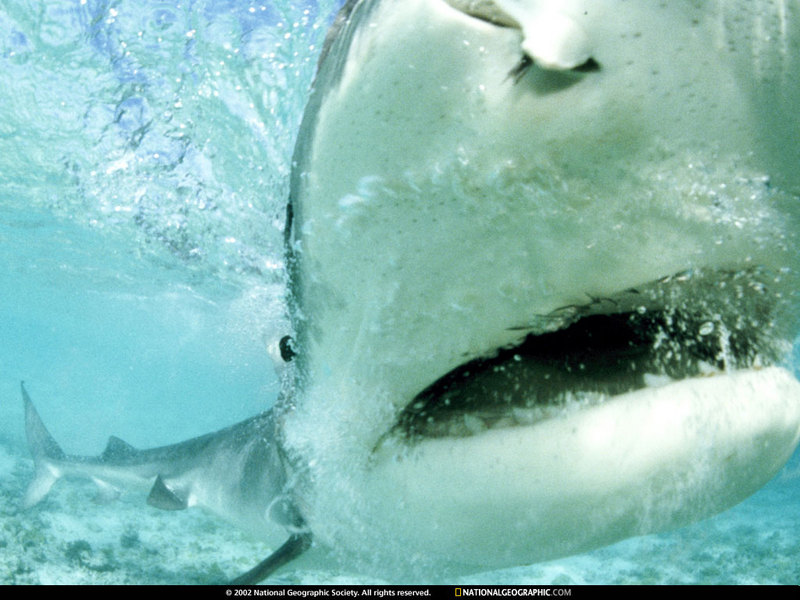 [National Geographic Wallpaper] Tiger Shark (하와이의 뱀상어); DISPLAY FULL IMAGE.
