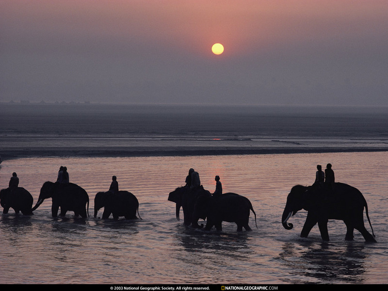 [National Geographic Wallpaper] Indian Elephant (인도코끼리); DISPLAY FULL IMAGE.