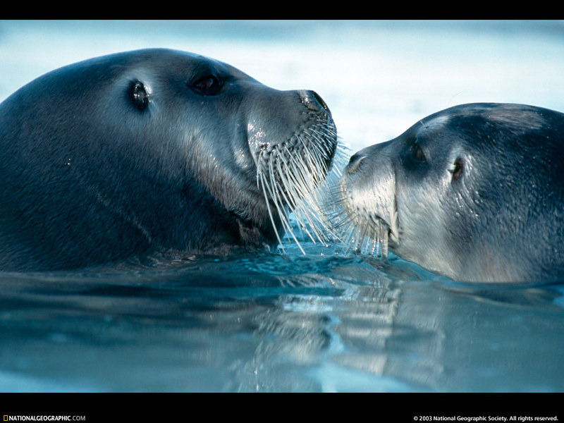[National Geographic Wallpaper] Bearded Seal (콧수염물범); DISPLAY FULL IMAGE.