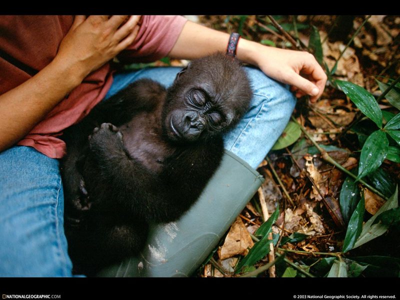 [National Geographic Wallpaper] Gorilla infant (아기 고릴라); DISPLAY FULL IMAGE.