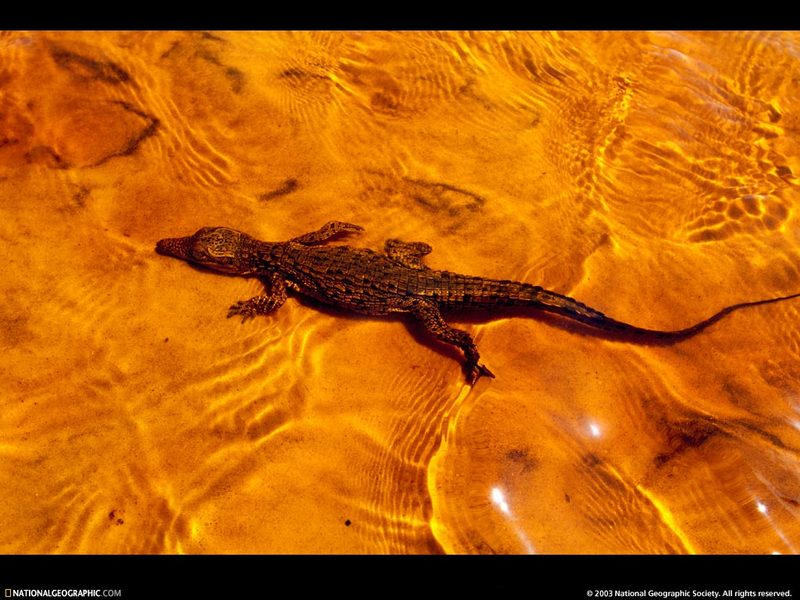 [National Geographic Wallpaper] Nile Crocodile (나일악어); DISPLAY FULL IMAGE.