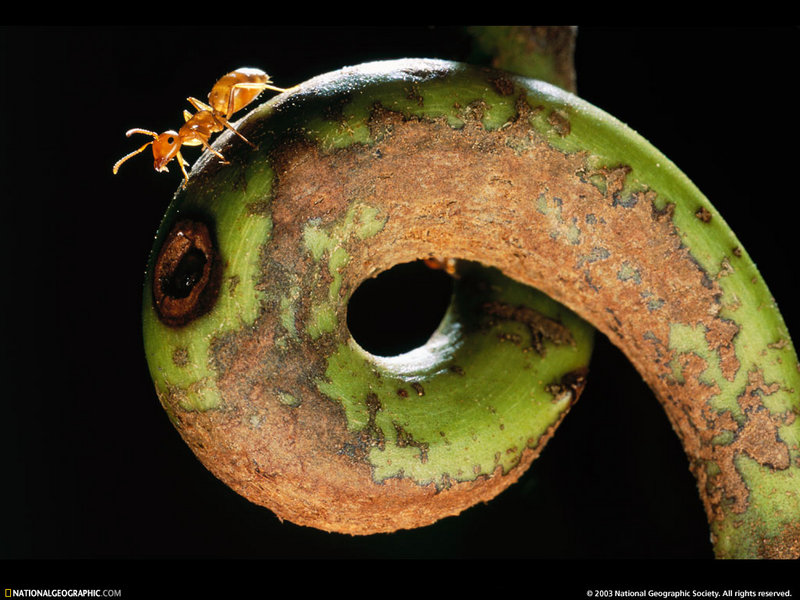 [National Geographic Wallpaper] Ant (보르네오의 개미); DISPLAY FULL IMAGE.