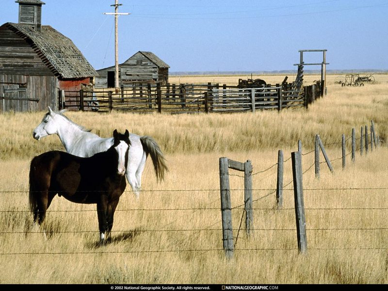 [National Geographic Wallpaper] Horses (미국의 말); DISPLAY FULL IMAGE.