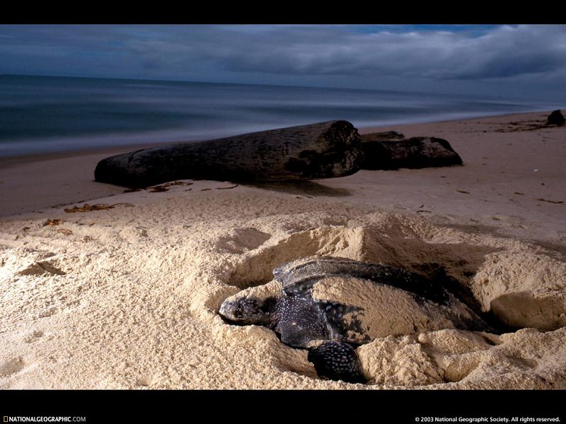 [National Geographic Wallpaper] Leatherback Turtle (장수거북의 산란); DISPLAY FULL IMAGE.