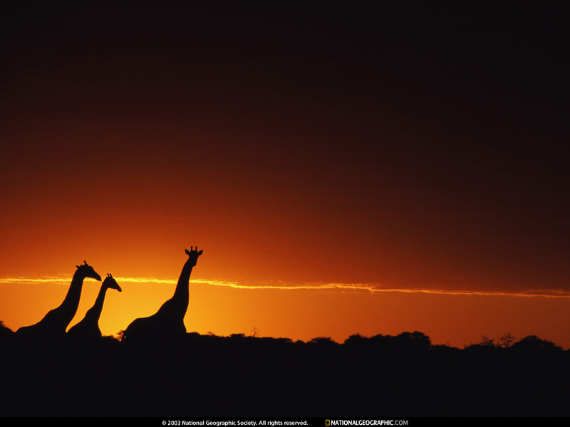 [National Geographic Wallpaper] Giraffe (석양의 기린); DISPLAY FULL IMAGE.