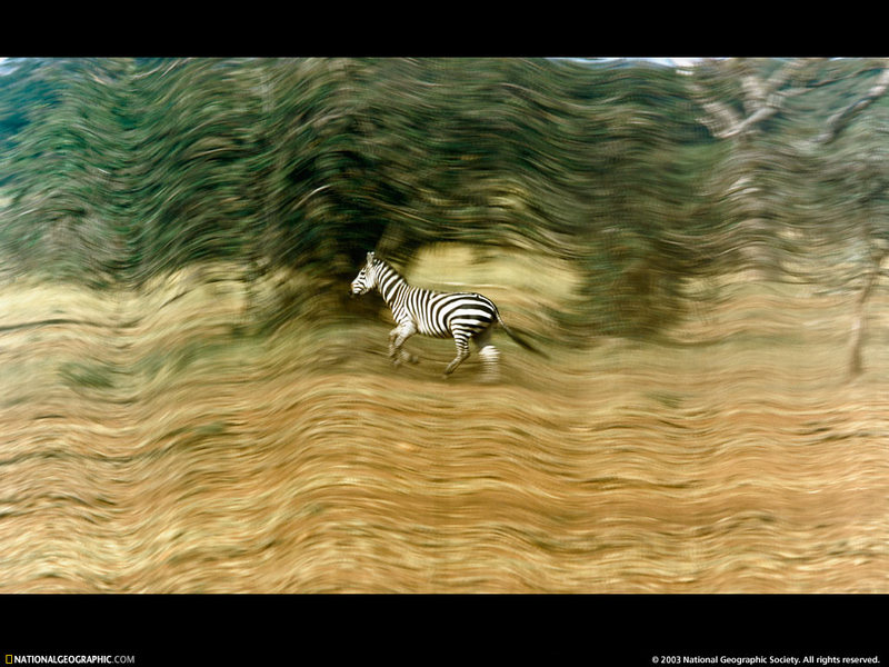 [National Geographic Wallpaper] Zebra (얼룩말); DISPLAY FULL IMAGE.